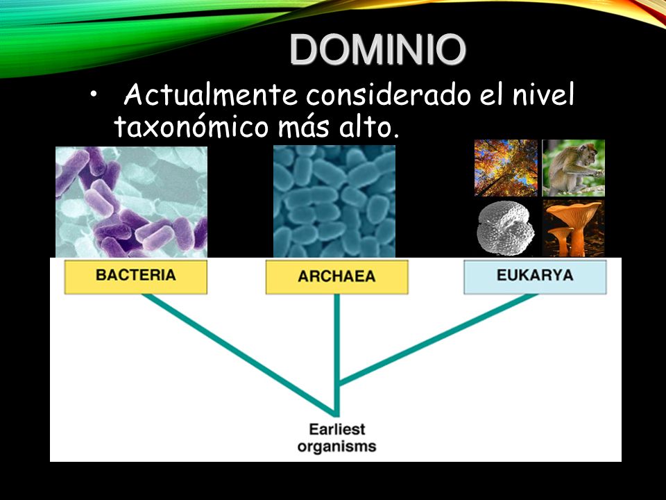 DOMINIO Actualmente considerado el nivel taxonómico más alto.