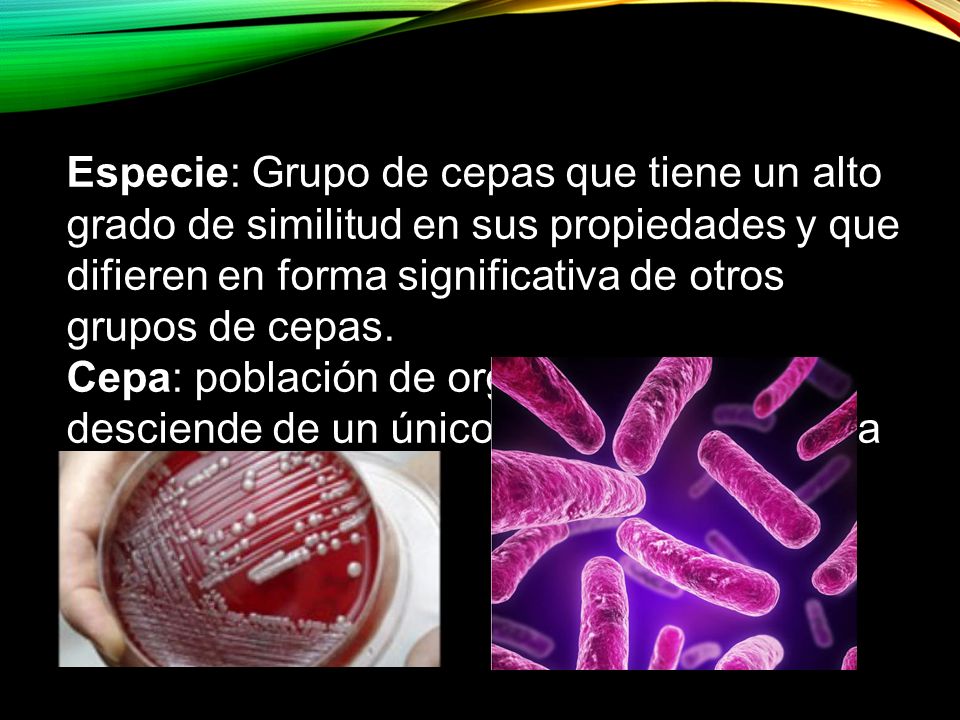 Especie: Grupo de cepas que tiene un alto grado de similitud en sus propiedades y que difieren en forma significativa de otros grupos de cepas.