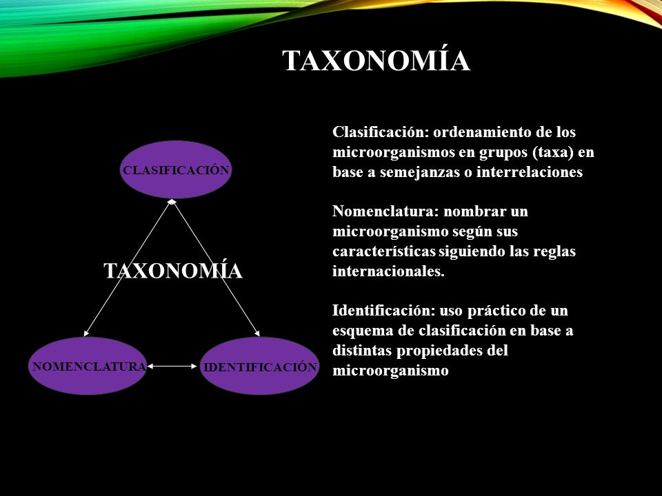 TAXONOMÍA Clasificación: ordenamiento de los microorganismos en grupos (taxa) en base a semejanzas o interrelaciones.