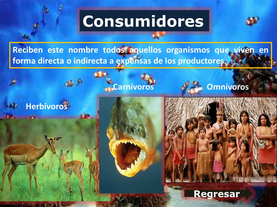 Consumidores Reciben este nombre todos aquellos organismos que viven en forma directa o indirecta a expensas de los productores.