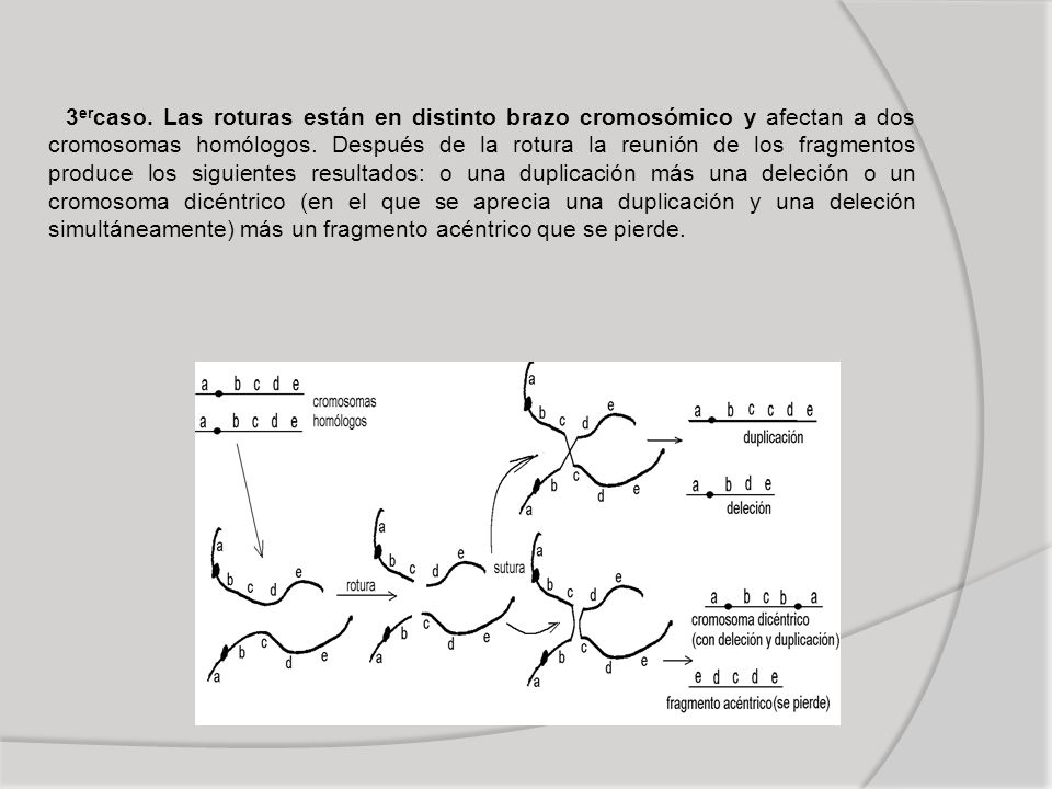 3ercaso. Las roturas están en distinto brazo cromosómico y afectan a dos cromosomas homólogos.