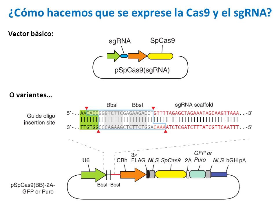 ¿Cómo hacemos que se exprese la Cas9 y el sgRNA