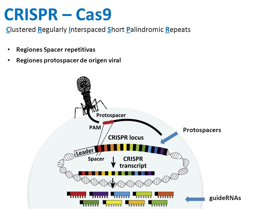 CRISPR – Cas9 Clustered Regularly Interspaced Short Palindromic Repeats. Regiones Spacer repetitivas.