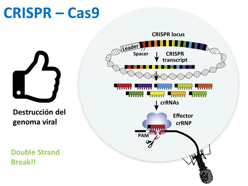 CRISPR – Cas9 Destrucción del genoma viral Double Strand Break!!