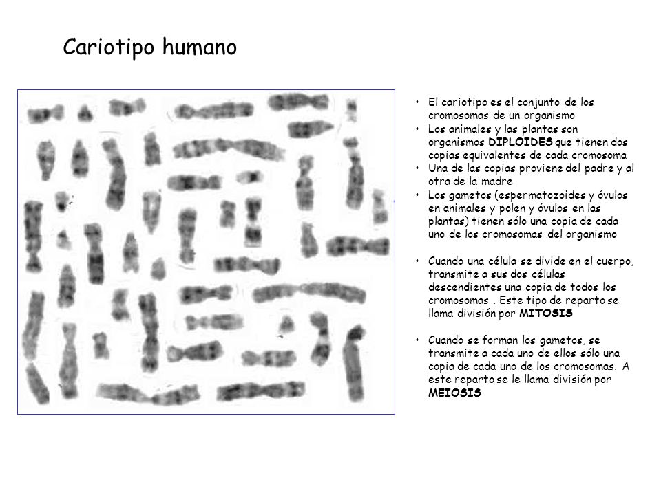 Cariotipo humano El cariotipo es el conjunto de los cromosomas de un organismo.