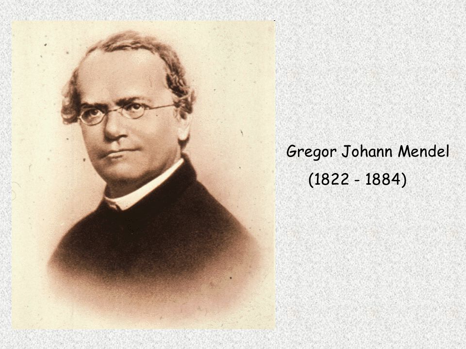 Gregor Johann Mendel ( )