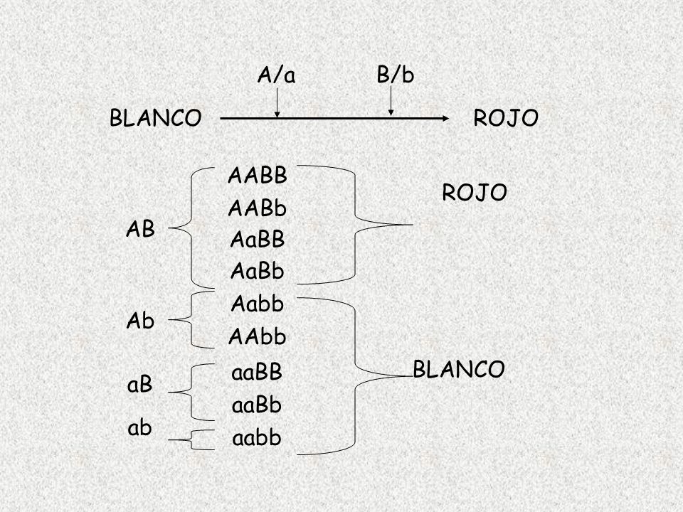 A/a B/b BLANCO ROJO AABB ROJO AABb AB AaBB AaBb Aabb Ab AAbb aaBB BLANCO aB aaBb ab aabb
