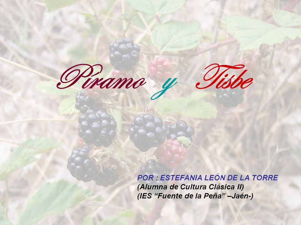 Píramo y Tisbe POR : ESTEFANIA LEÓN DE LA TORRE