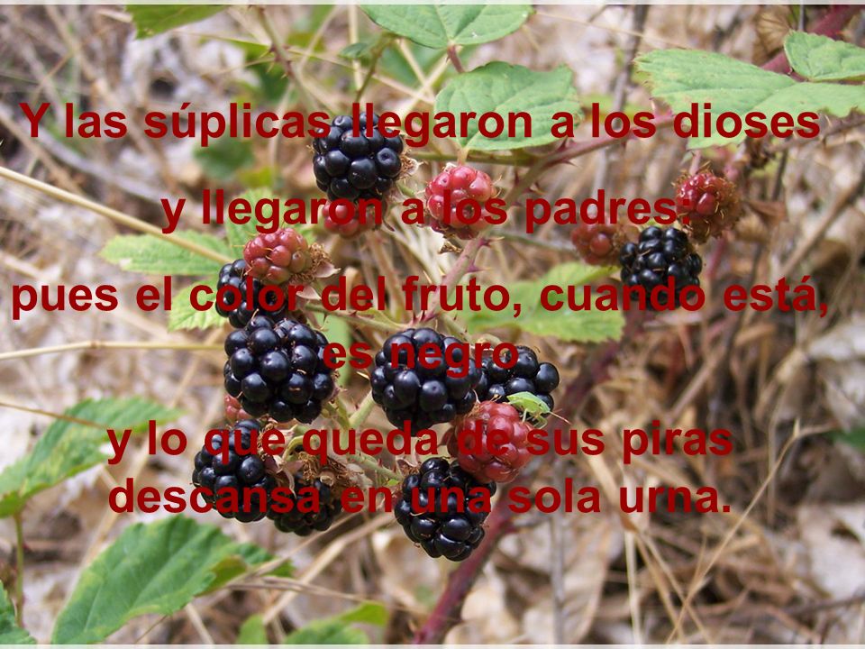 Y las súplicas llegaron a los dioses y llegaron a los padres: