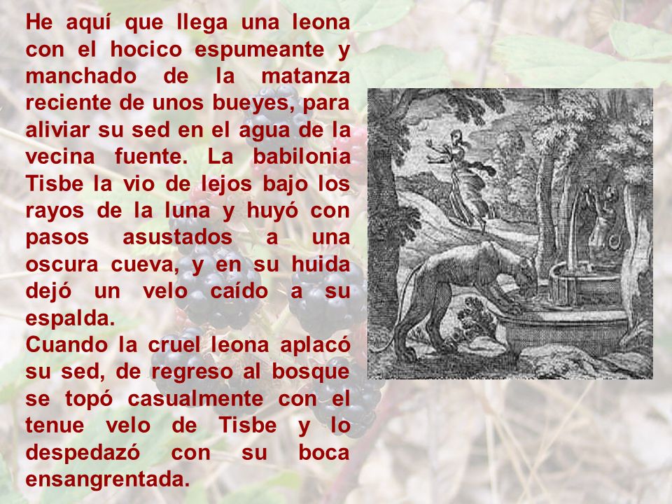 He aquí que llega una leona con el hocico espumeante y manchado de la matanza reciente de unos bueyes, para aliviar su sed en el agua de la vecina fuente. La babilonia Tisbe la vio de lejos bajo los rayos de la luna y huyó con pasos asustados a una oscura cueva, y en su huida dejó un velo caído a su espalda.