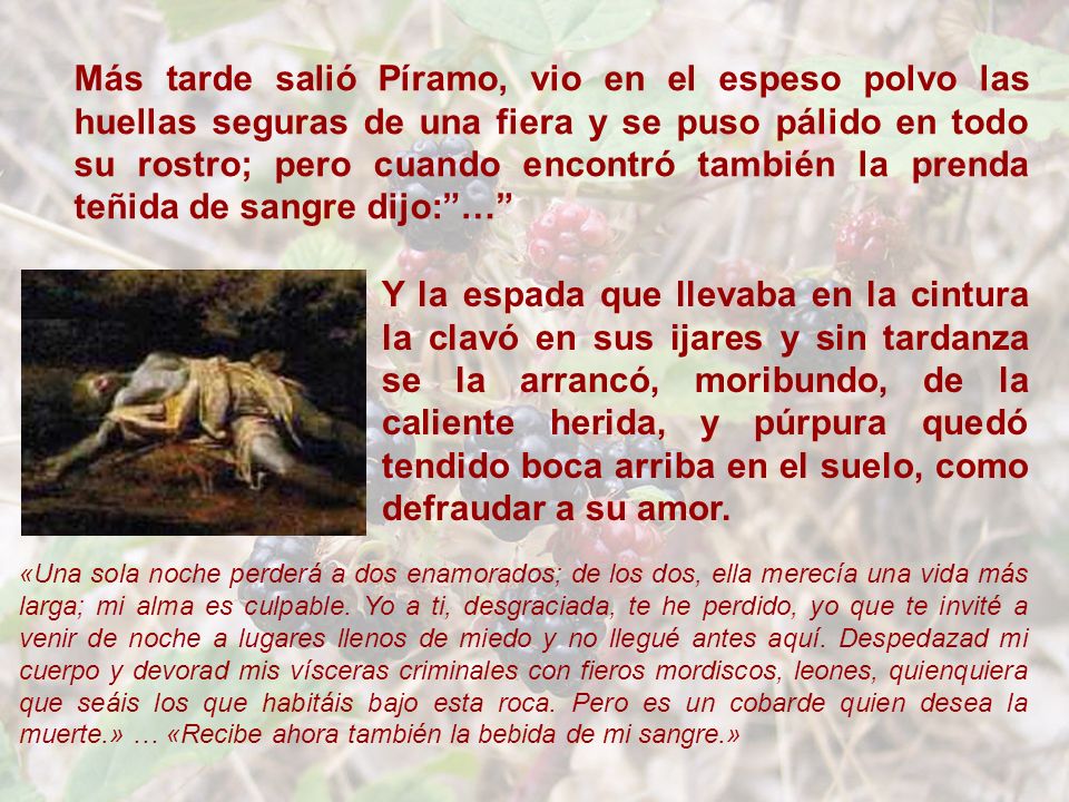 Más tarde salió Píramo, vio en el espeso polvo las huellas seguras de una fiera y se puso pálido en todo su rostro; pero cuando encontró también la prenda teñida de sangre dijo: …