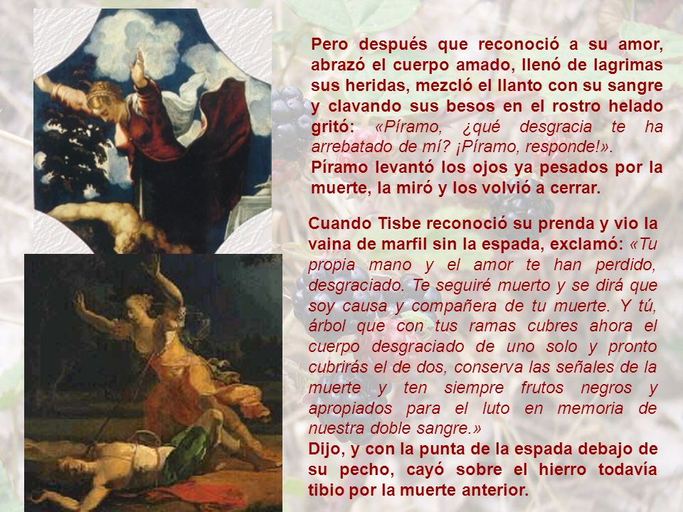 Pero después que reconoció a su amor, abrazó el cuerpo amado, llenó de lagrimas sus heridas, mezcló el llanto con su sangre y clavando sus besos en el rostro helado gritó: «Píramo, ¿qué desgracia te ha arrebatado de mí ¡Píramo, responde!».