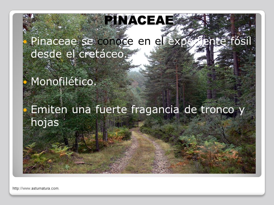 PINACEAE Pinaceae se conoce en el expediente fósil desde el cretáceo.