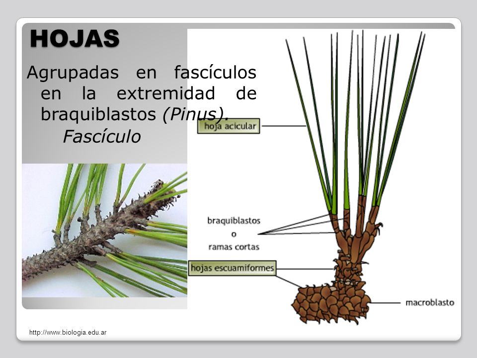 HOJAS Agrupadas en fascículos en la extremidad de braquiblastos (Pinus).