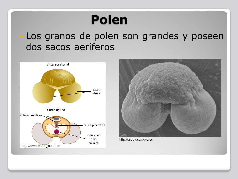 Polen Los granos de polen son grandes y poseen dos sacos aeríferos