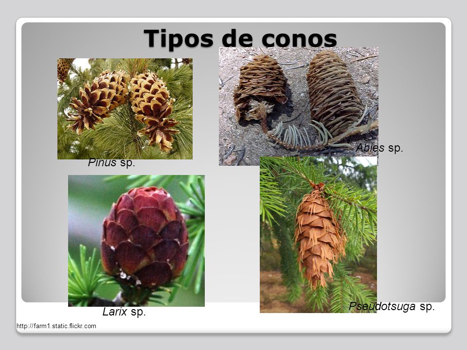 Tipos de conos Abies sp. Pinus sp. Pseudotsuga sp. Larix sp.