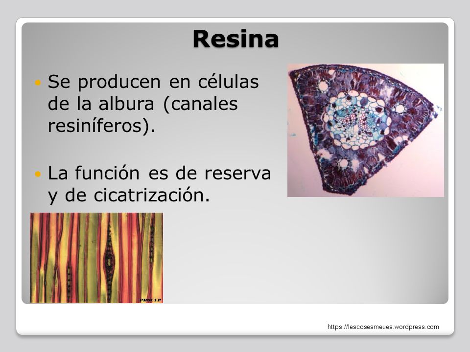 Resina Se producen en células de la albura (canales resiníferos).