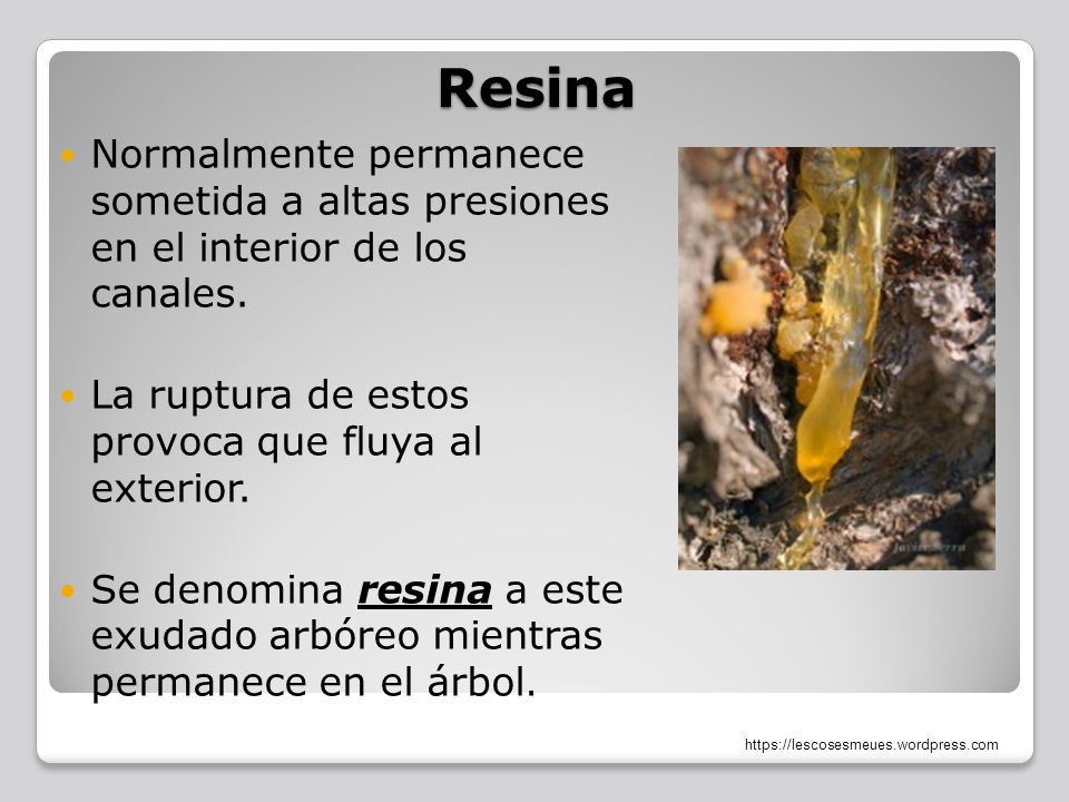 Resina Normalmente permanece sometida a altas presiones en el interior de los canales. La ruptura de estos provoca que fluya al exterior.