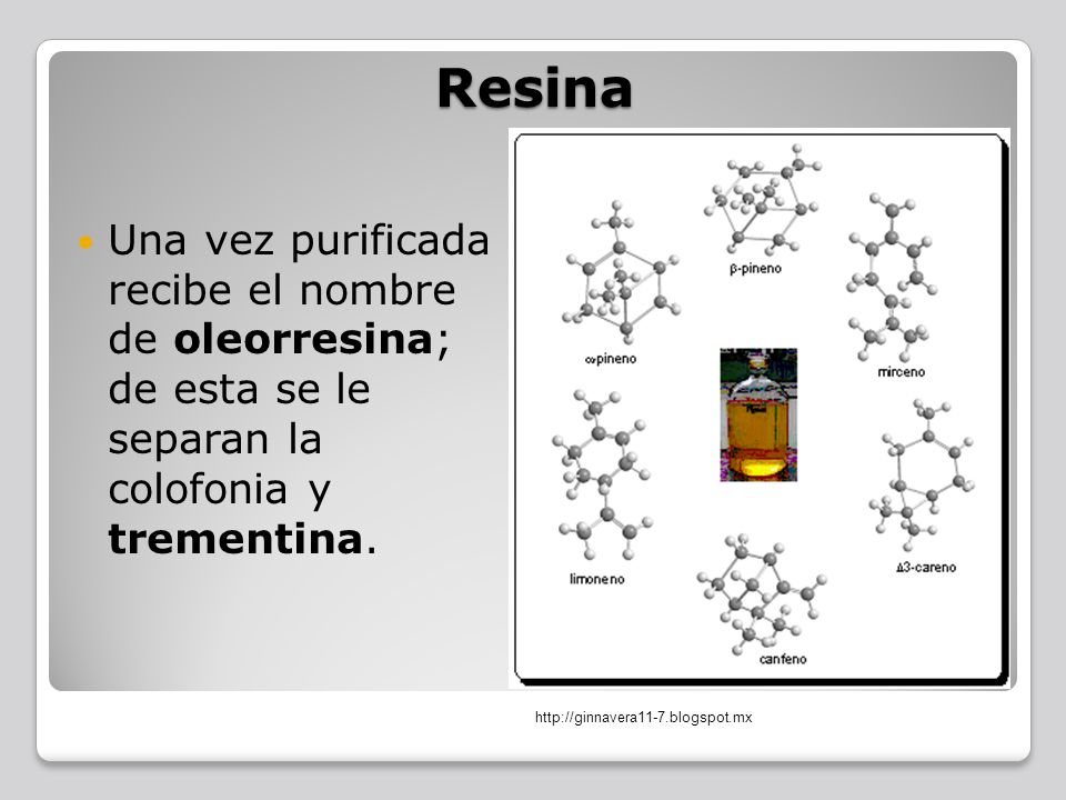 Resina Una vez purificada recibe el nombre de oleorresina; de esta se le separan la colofonia y trementina.