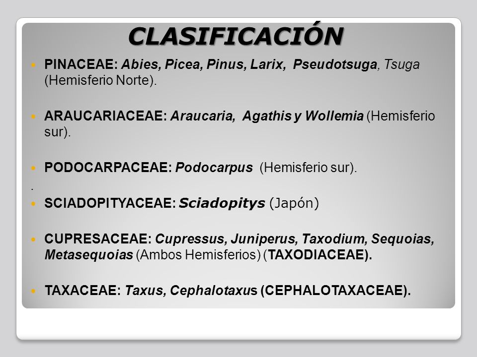 CLASIFICACIÓN PINACEAE: Abies, Picea, Pinus, Larix, Pseudotsuga, Tsuga (Hemisferio Norte).