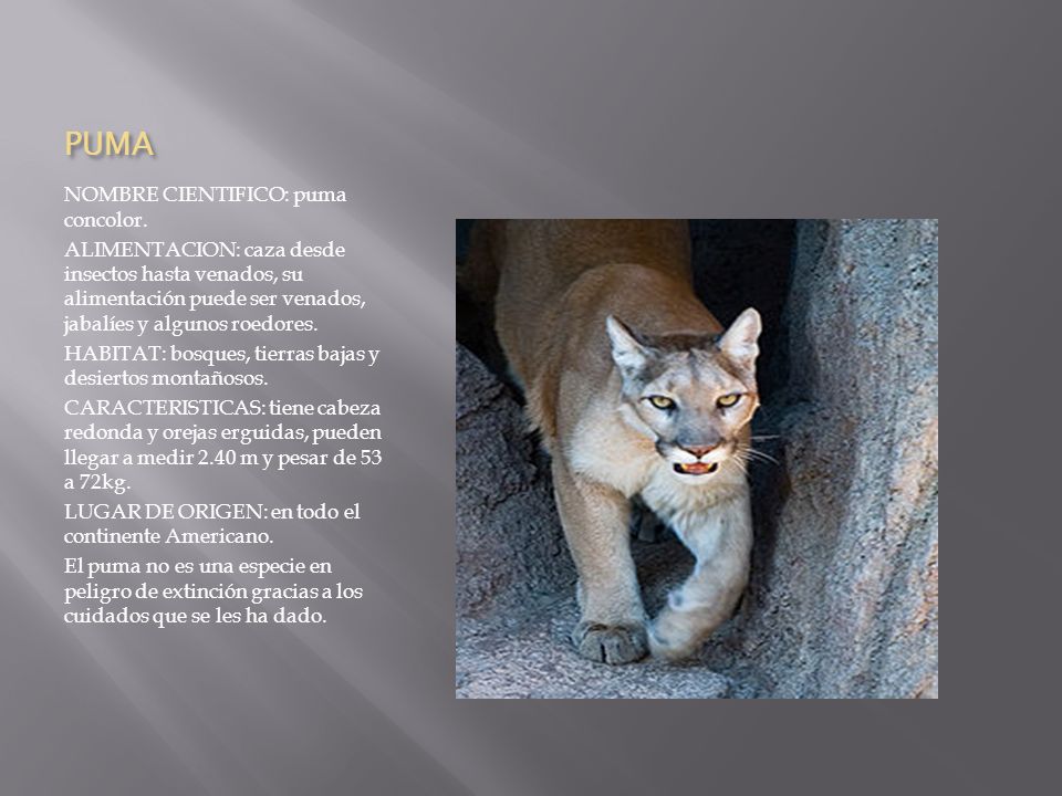 PUMA NOMBRE CIENTIFICO: puma concolor.