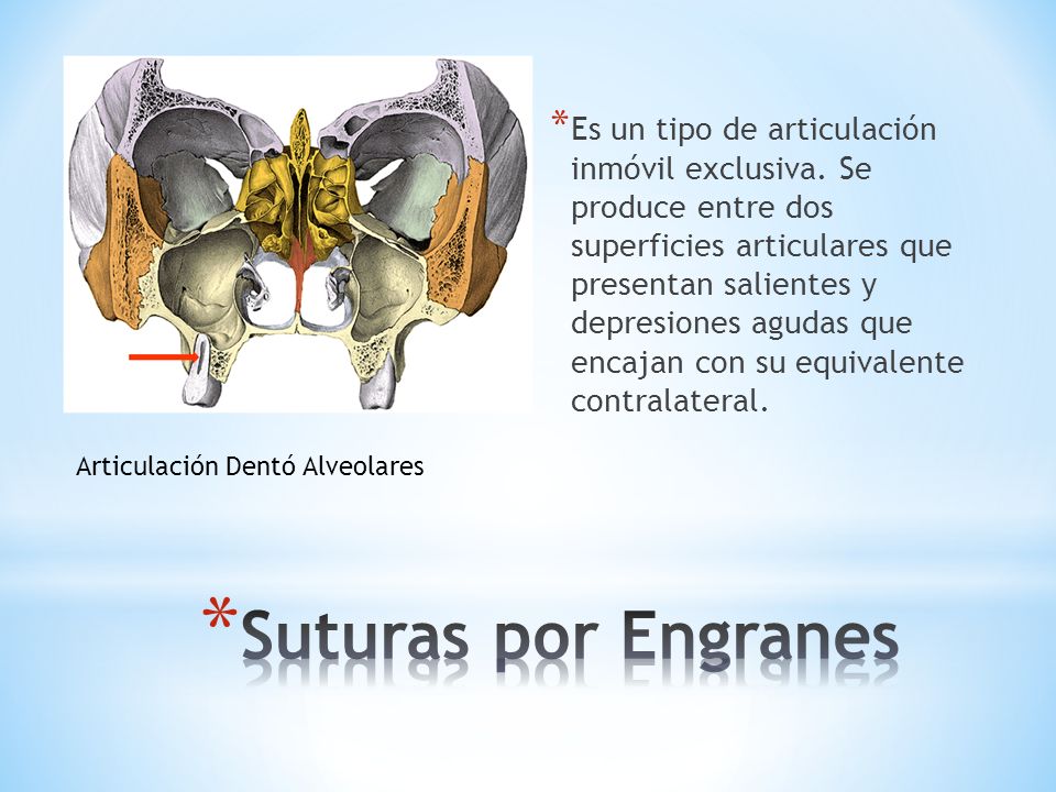 Es un tipo de articulación inmóvil exclusiva