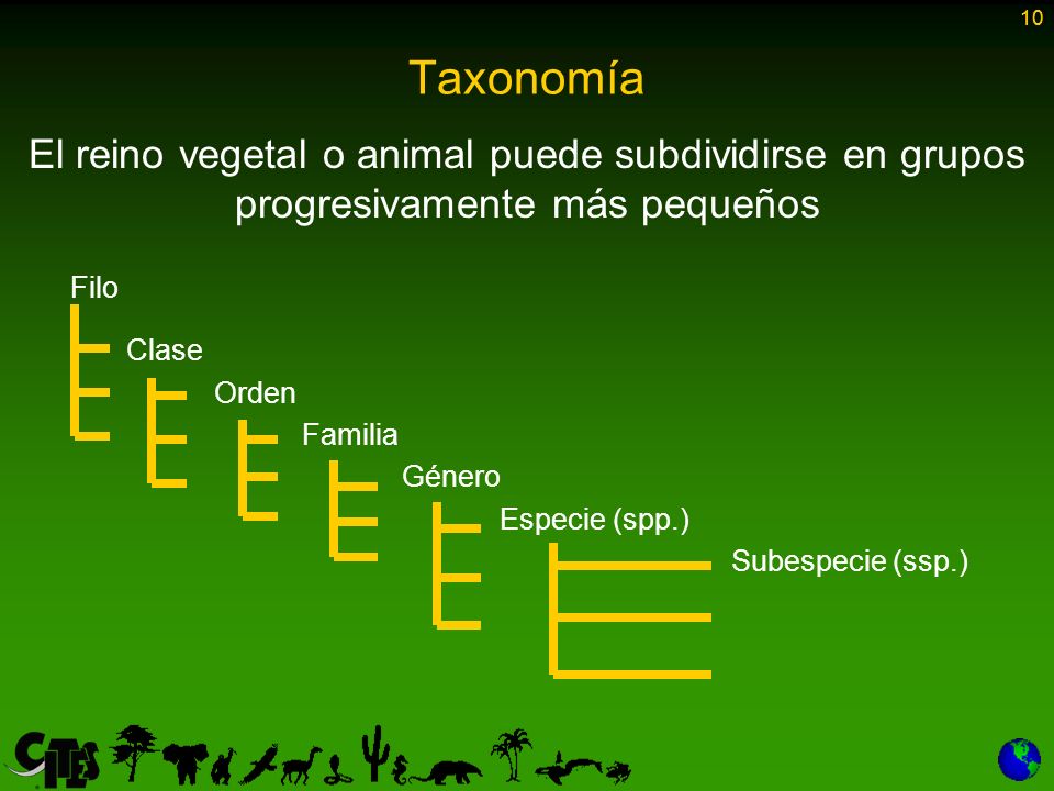10 Taxonomía. El reino vegetal o animal puede subdividirse en grupos progresivamente más pequeños.