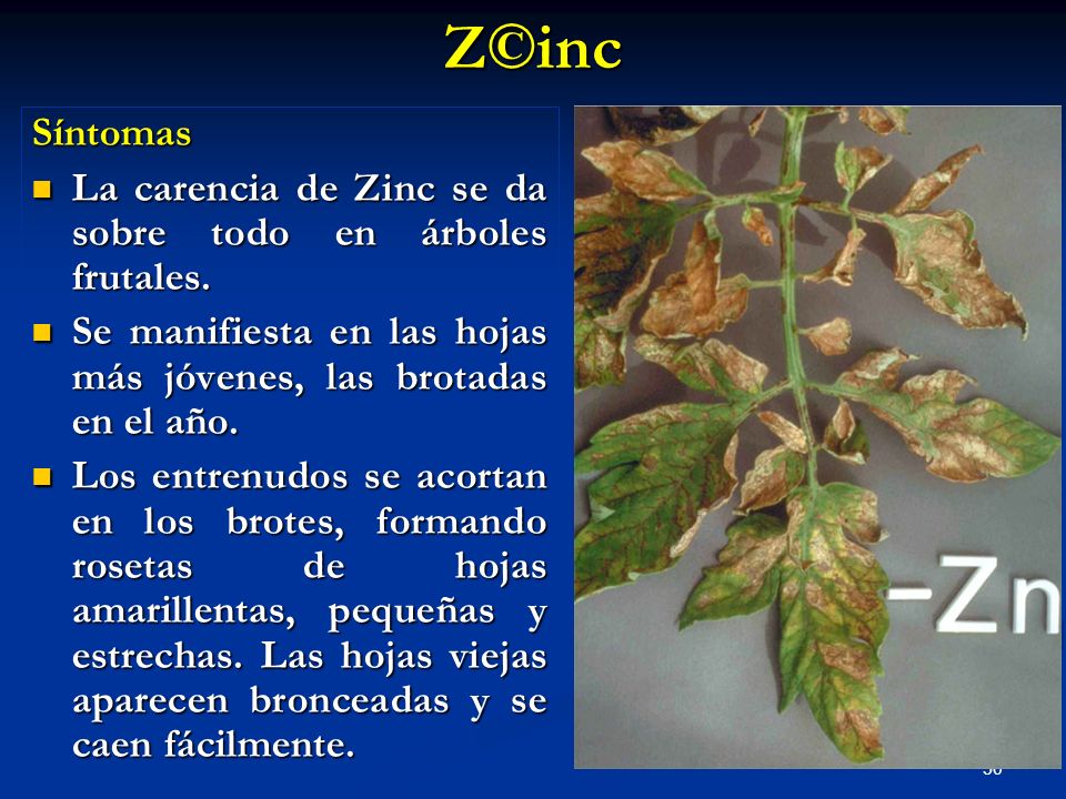Z©inc Síntomas. La carencia de Zinc se da sobre todo en árboles frutales. Se manifiesta en las hojas más jóvenes, las brotadas en el año.