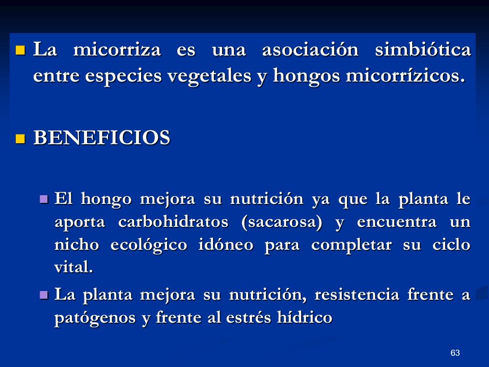 La micorriza es una asociación simbiótica entre especies vegetales y hongos micorrízicos.