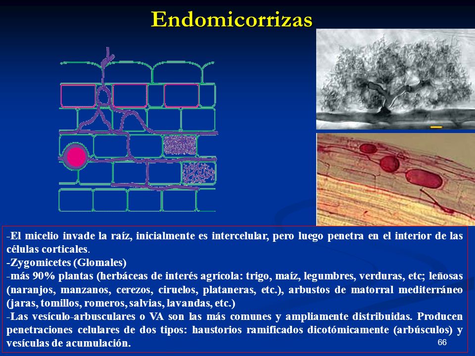 Endomicorrizas -El micelio invade la raíz, inicialmente es intercelular, pero luego penetra en el interior de las células corticales.