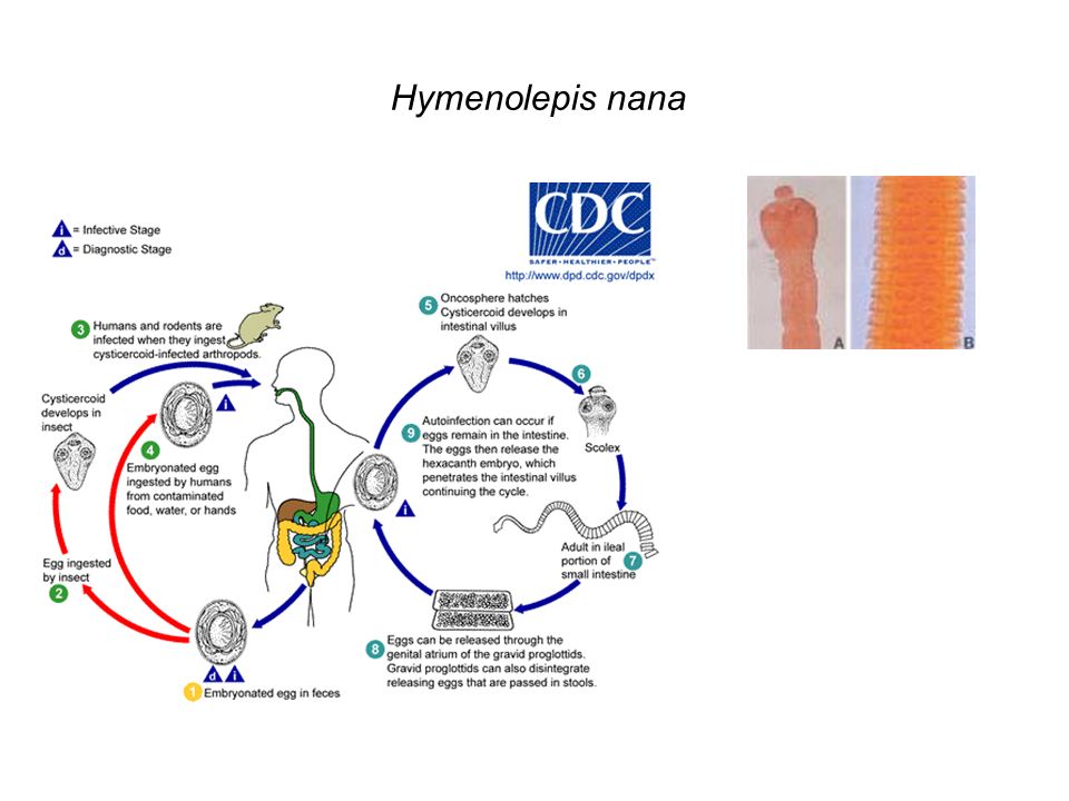 Hymenolepis nana
