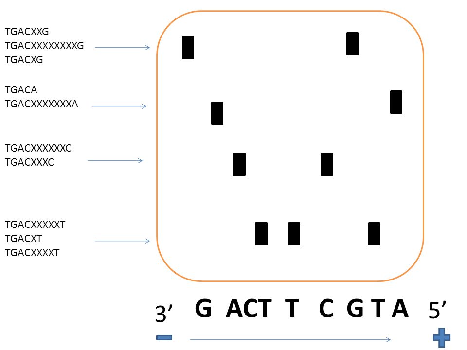 G ACT T C G T A 5’ 3’ TGACXXG TGACXXXXXXXXG TGACXG TGACA TGACXXXXXXXA