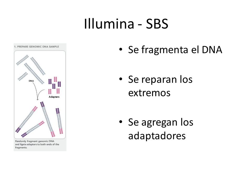 Illumina - SBS Se fragmenta el DNA Se reparan los extremos