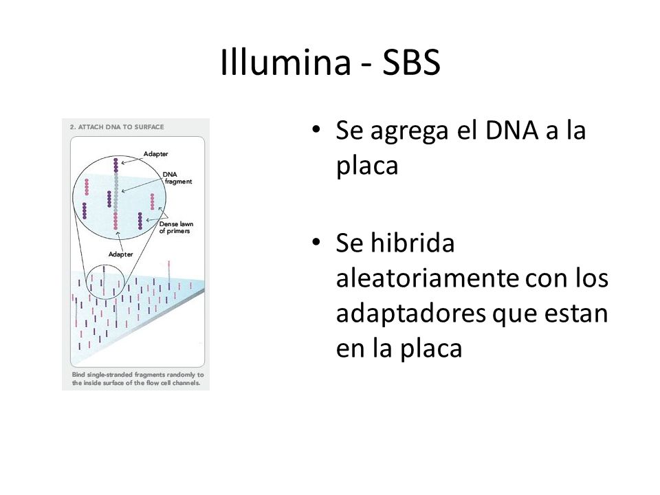 Illumina - SBS Se agrega el DNA a la placa