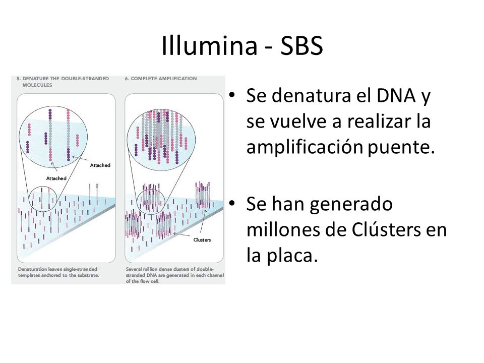 Illumina - SBS Se denatura el DNA y se vuelve a realizar la amplificación puente.