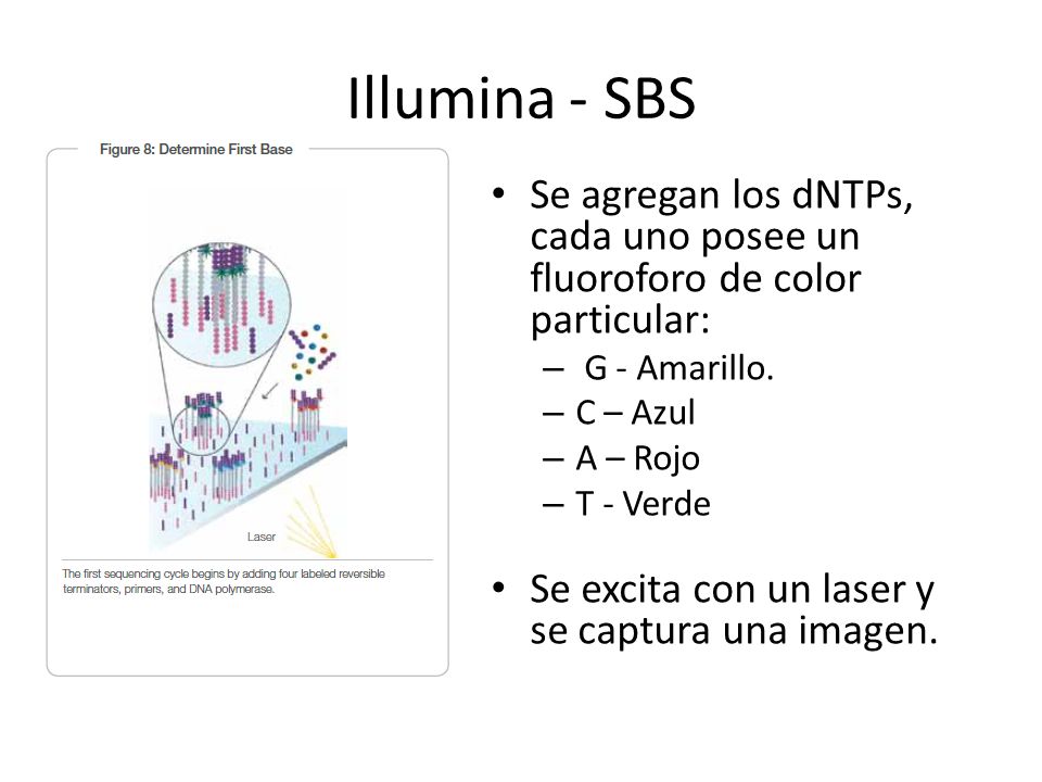Illumina - SBS Se agregan los dNTPs, cada uno posee un fluoroforo de color particular: G - Amarillo.
