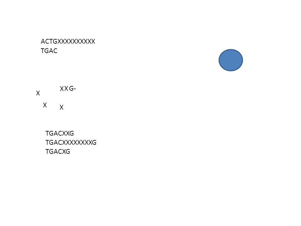 ACTGXXXXXXXXXX TGAC X X G- X X X TGACXXG TGACXXXXXXXXG TGACXG