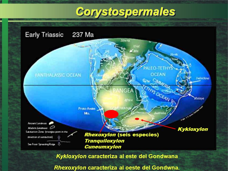 Corystospermales Kykloxylon caracteriza al este del Gondwana