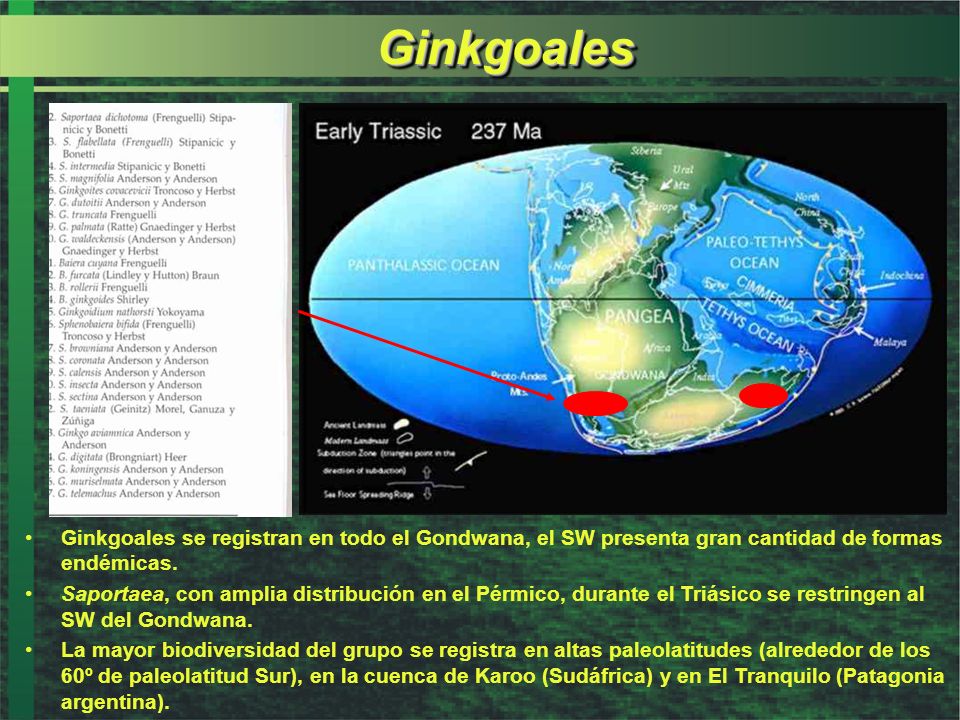 Ginkgoales Ginkgoales se registran en todo el Gondwana, el SW presenta gran cantidad de formas endémicas.