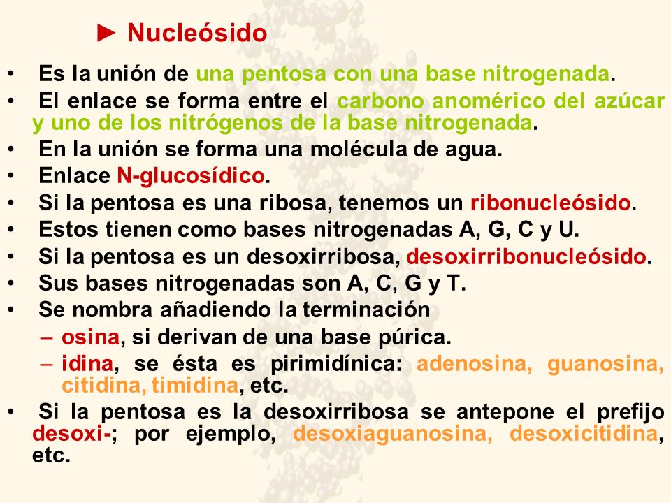 ► Nucleósido Es la unión de una pentosa con una base nitrogenada.