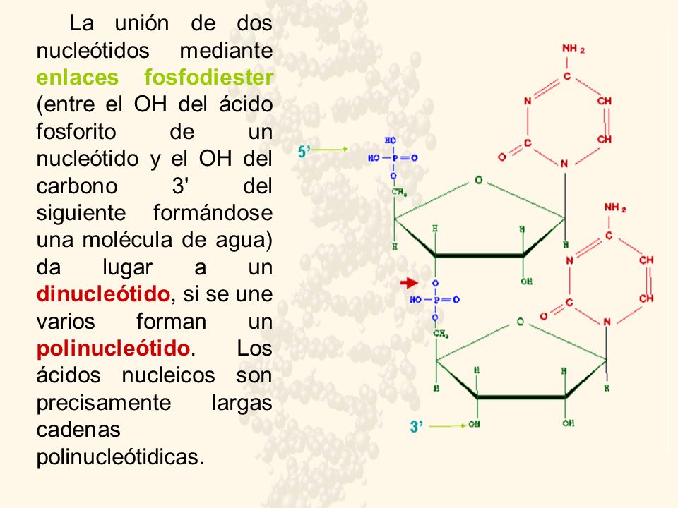 La unión de dos nucleótidos mediante enlaces fosfodiester (entre el OH del ácido fosforito de un nucleótido y el OH del carbono 3 del siguiente formándose una molécula de agua) da lugar a un dinucleótido, si se une varios forman un polinucleótido.