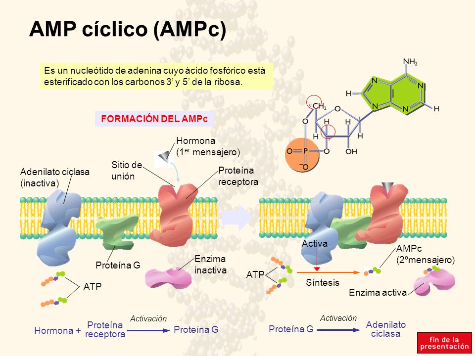 AMP cíclico (AMPc) Es un nucleótido de adenina cuyo ácido fosfórico está esterificado con los carbonos 3’ y 5’ de la ribosa.