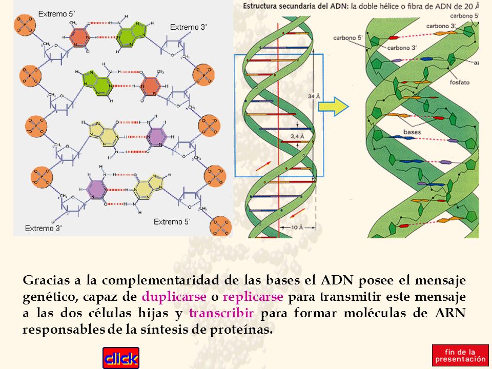 Gracias a la complementaridad de las bases el ADN posee el mensaje genético, capaz de duplicarse o replicarse para transmitir este mensaje a las dos células hijas y transcribir para formar moléculas de ARN responsables de la síntesis de proteínas.