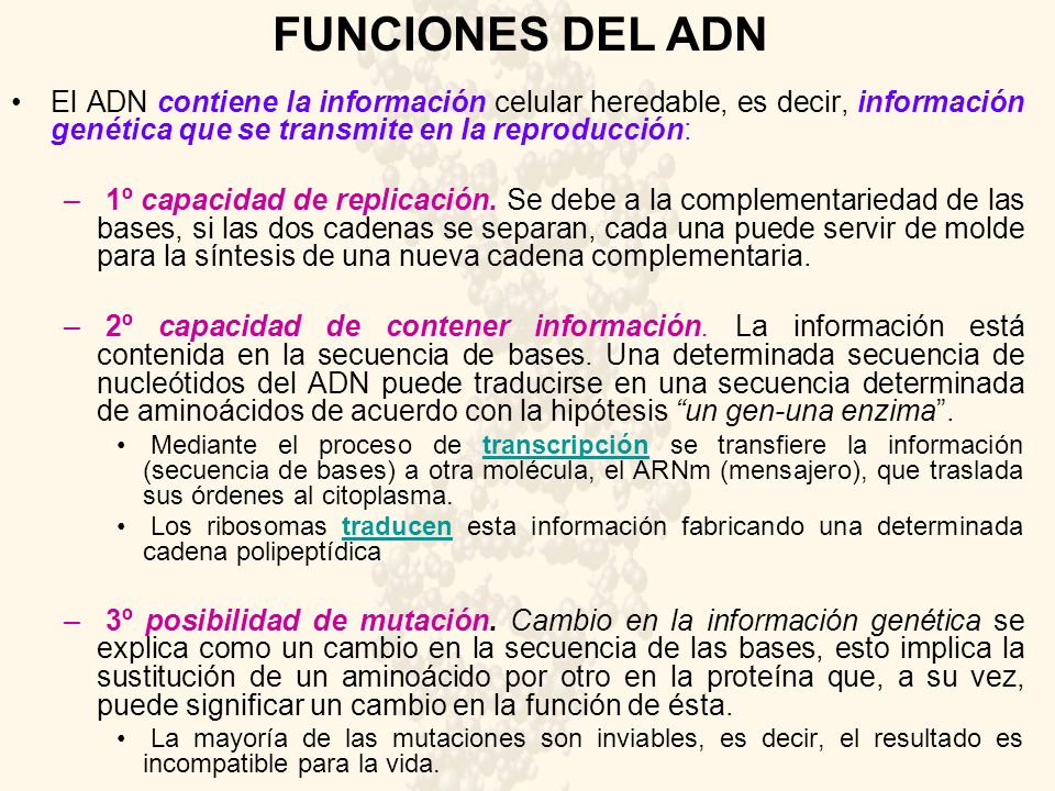 FUNCIONES DEL ADN El ADN contiene la información celular heredable, es decir, información genética que se transmite en la reproducción: