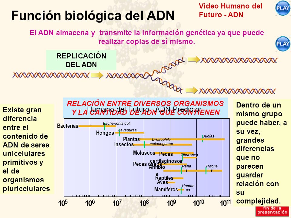 RELACIÓN ENTRE DIVERSOS ORGANISMOS Y LA CANTIDAD DE ADN QUE CONTIENEN