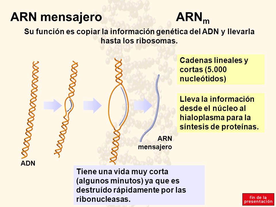ARN mensajero ARNm Su función es copiar la información genética del ADN y llevarla hasta los ribosomas.