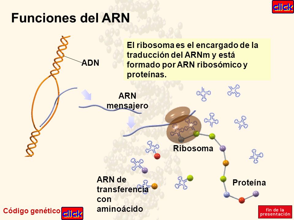 Funciones del ARN El ribosoma es el encargado de la traducción del ARNm y está formado por ARN ribosómico y proteínas.