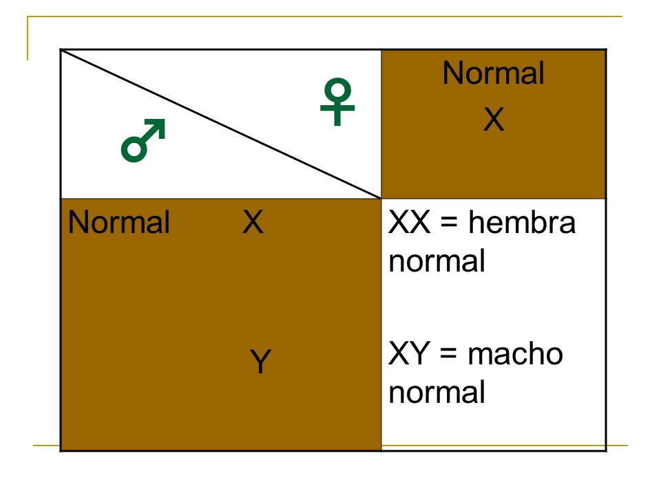 Normal X Normal X Y XX = hembra normal XY = macho normal ♀ ♂