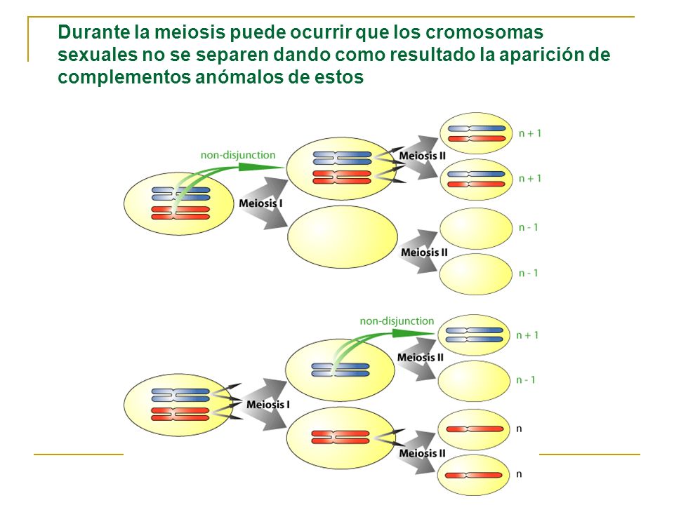 Durante la meiosis puede ocurrir que los cromosomas sexuales no se separen dando como resultado la aparición de complementos anómalos de estos