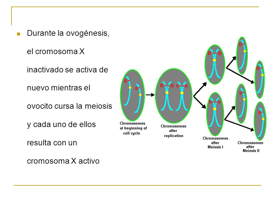 Durante la ovogénesis, el cromosoma X inactivado se activa de nuevo mientras el ovocito cursa la meiosis y cada uno de ellos resulta con un cromosoma X activo